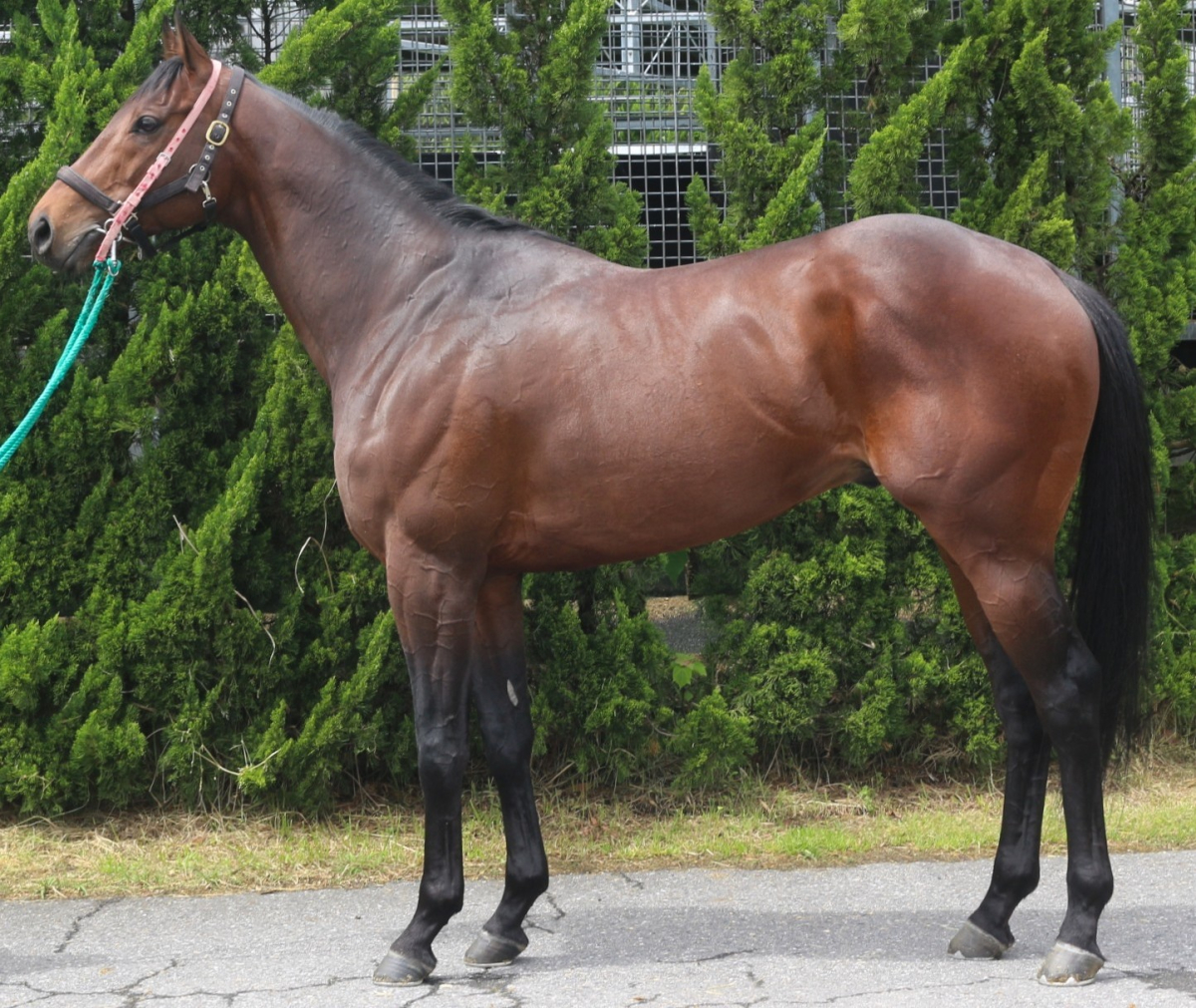 プレイサーゴールド　　牡６歳　　※中央競馬　登録抹消_main1