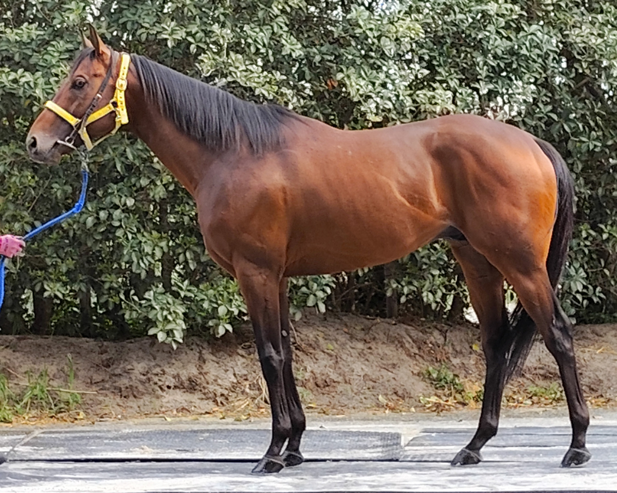 ワンダーグリー　　牡５歳　　※地方競馬　在籍_main1