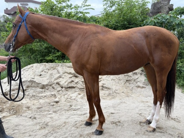 ウインレゼルヴ　　牡９歳　　※地方競馬　在籍_main1