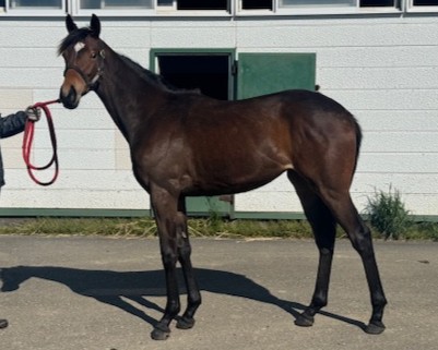 ミラクルベリーの25　　牝１歳　　※育成馬　育成中の１歳馬_main1