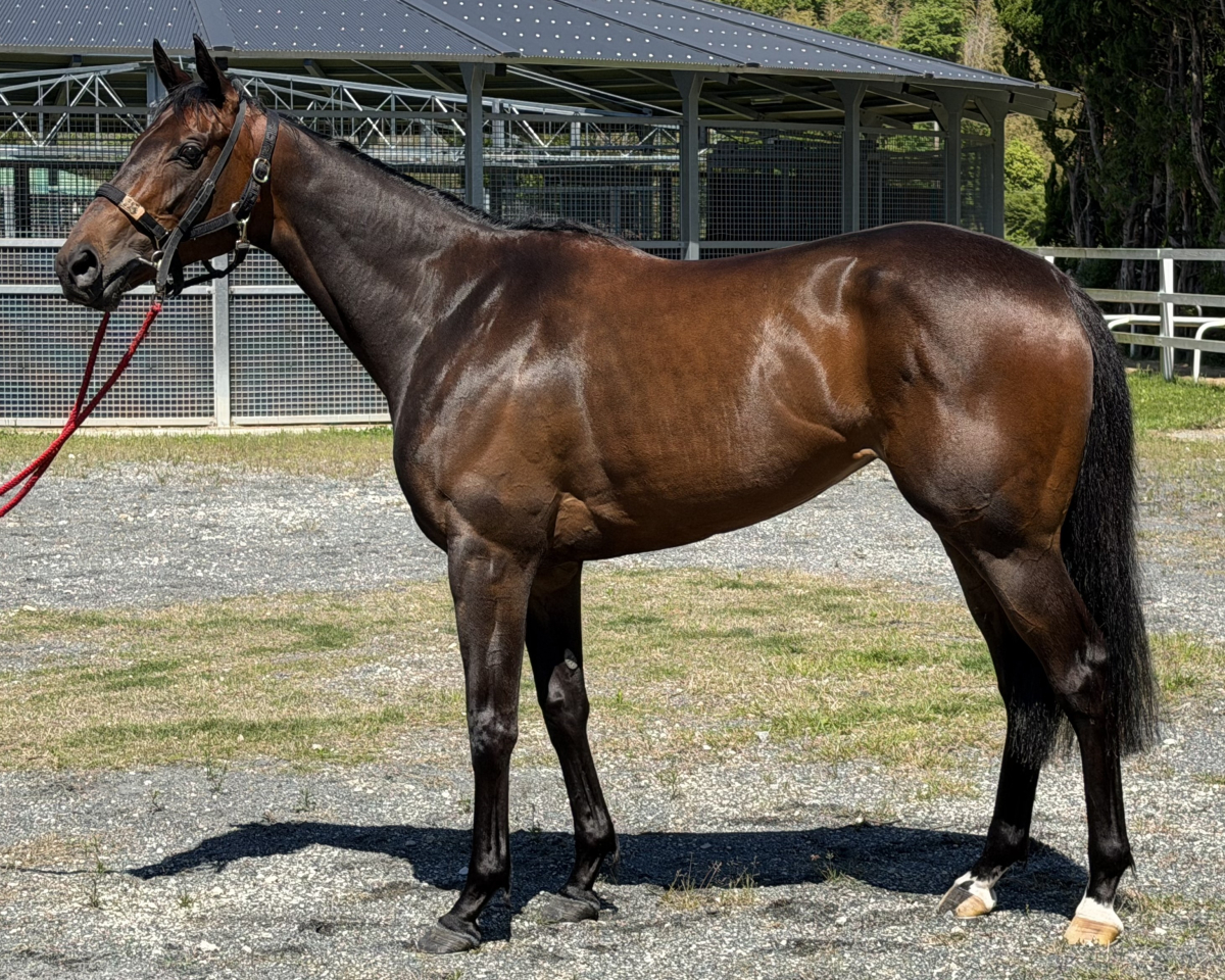 アイク　　牝３歳　　※中央競馬　登録抹消_main1
