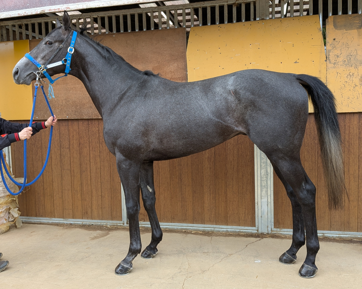ウインアイルグロウ　　牡３歳　　※中央競馬　登録抹消_main1