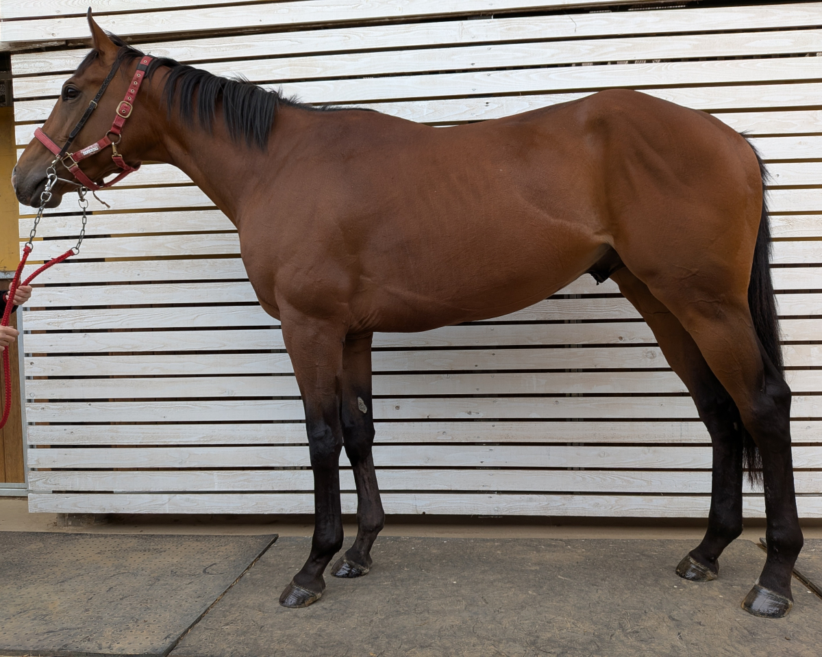 ウインサルーテ　　牡３歳　　※中央競馬　登録抹消_main1