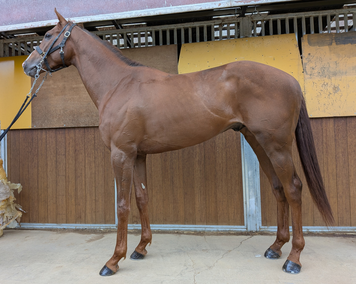 ウィリーズロック　　牡３歳　　※中央競馬　登録抹消_main1