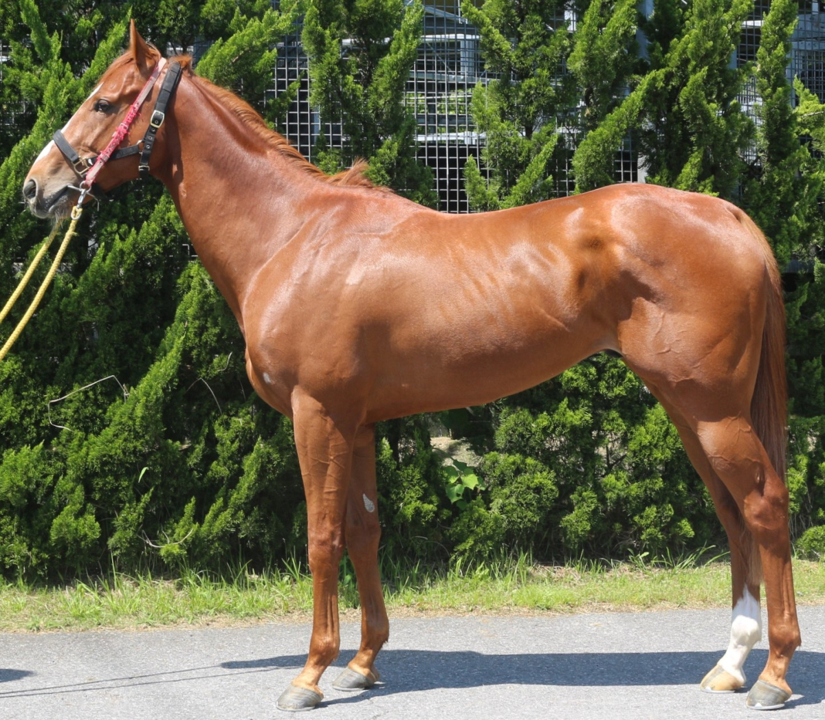 ゴッドシュアウイン　　牡３歳　　※中央競馬　登録抹消_main1