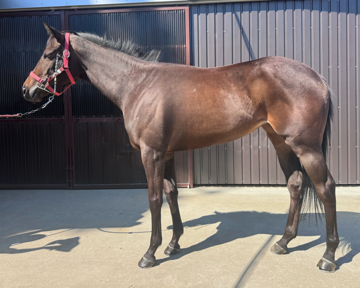 サツキクローネ　　牝３歳　　※中央競馬　登録抹消_main1