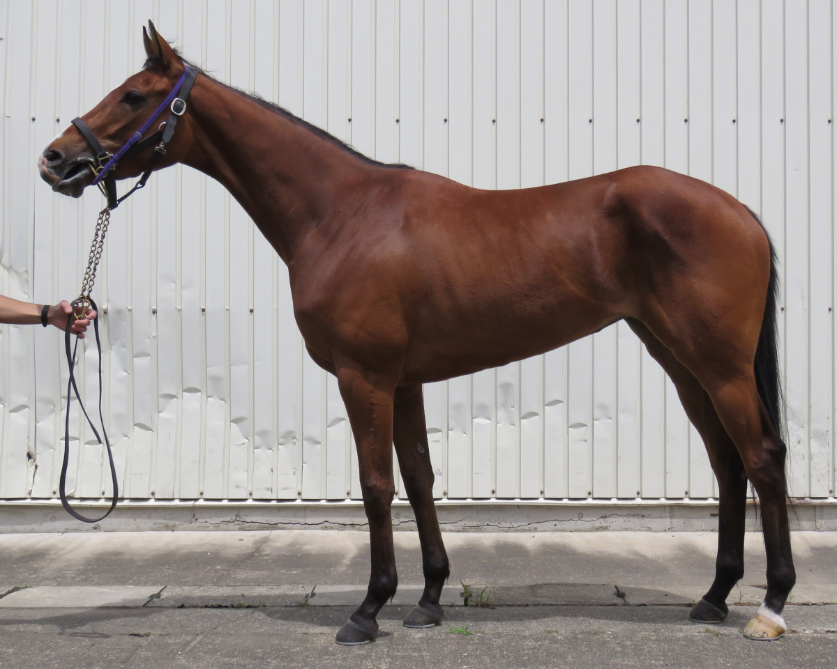 シャインプレマ　　牝３歳　　※中央競馬　登録抹消_main1