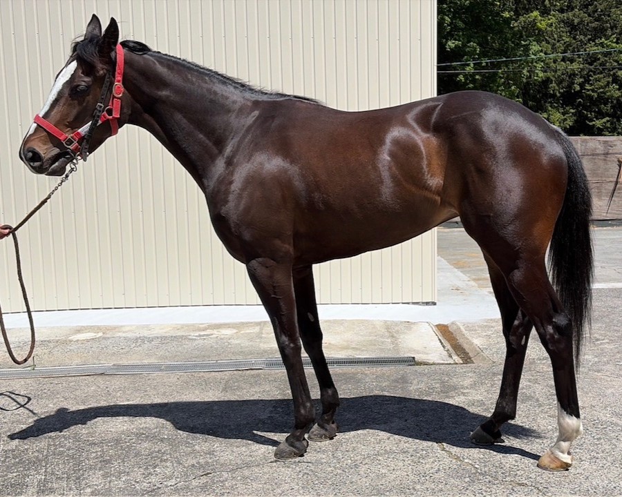 スマートピクタス　　牝３歳　　※中央競馬　登録抹消_main1