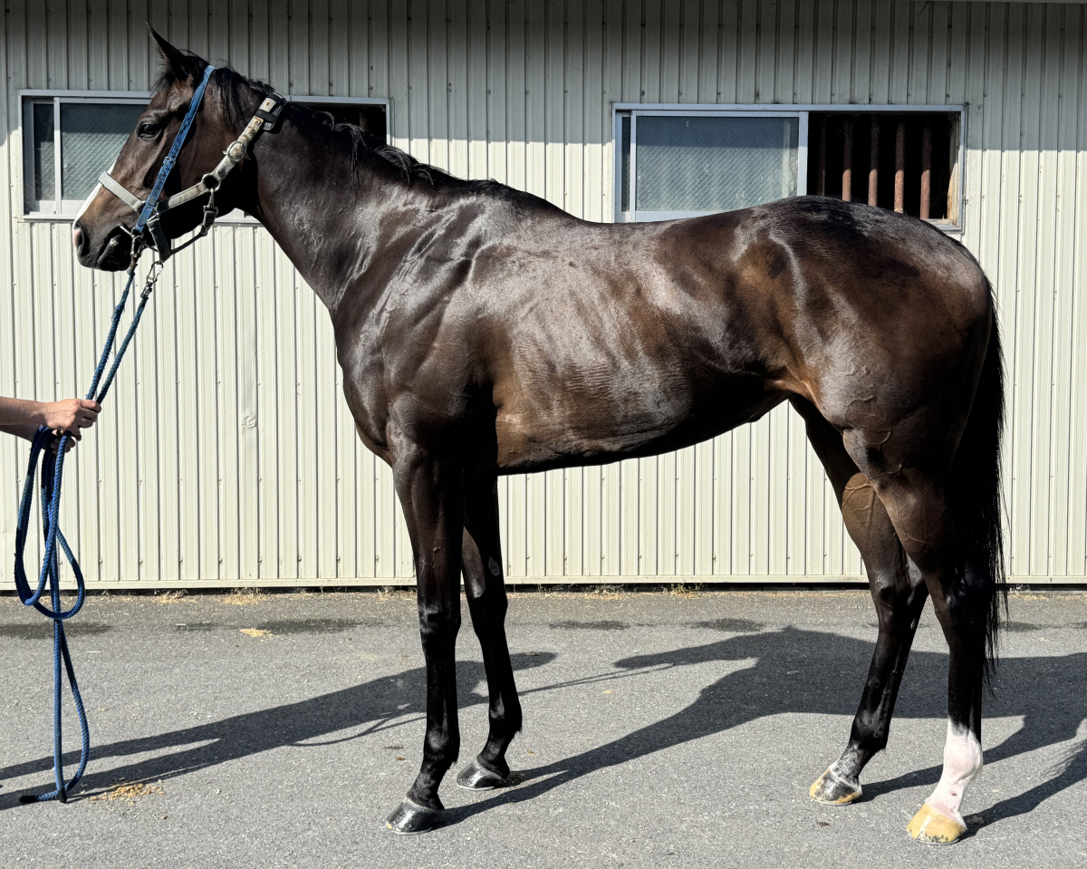 ハイラブエナン　　牝３歳　　※中央競馬　登録抹消_main1