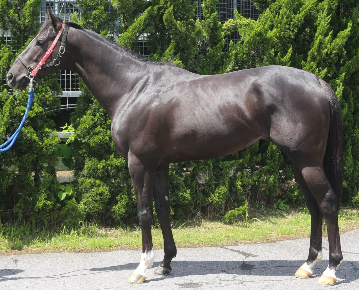 バッカス　　牡３歳　　※中央競馬　登録抹消_main1