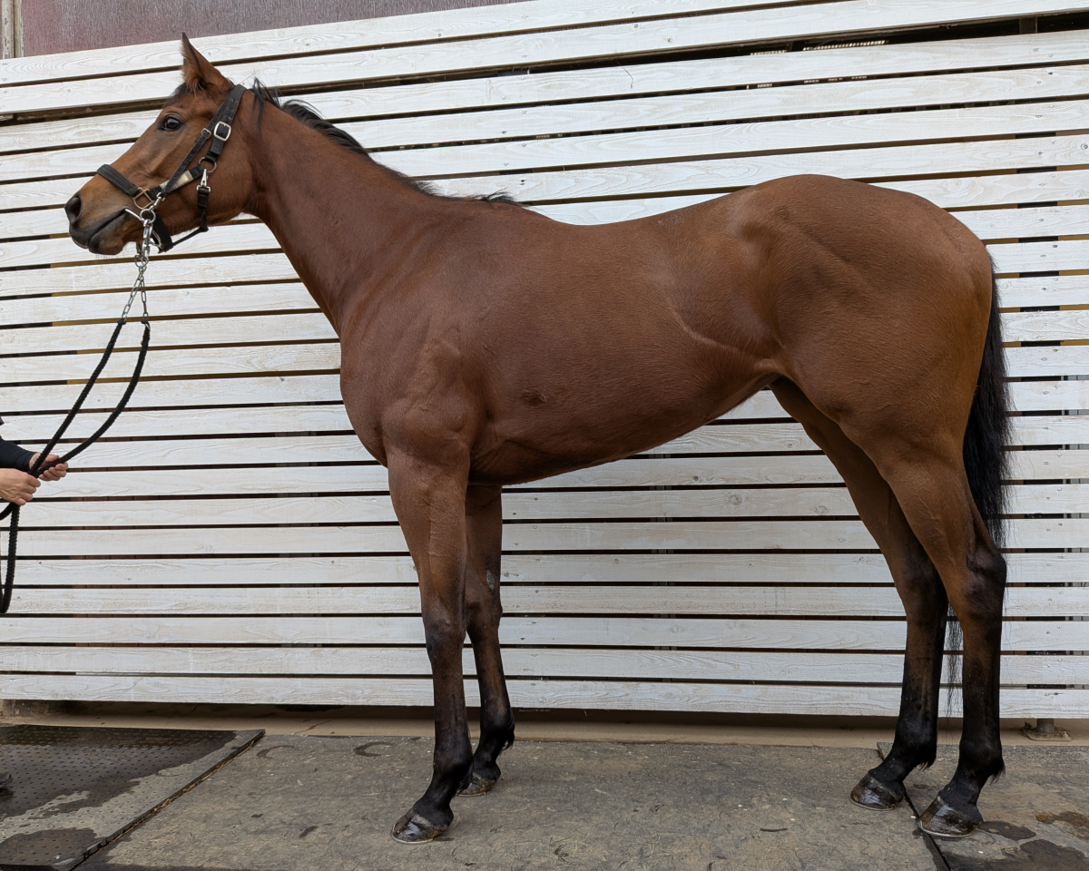 ビオトープ　　牝３歳　　※中央競馬　登録抹消_main1