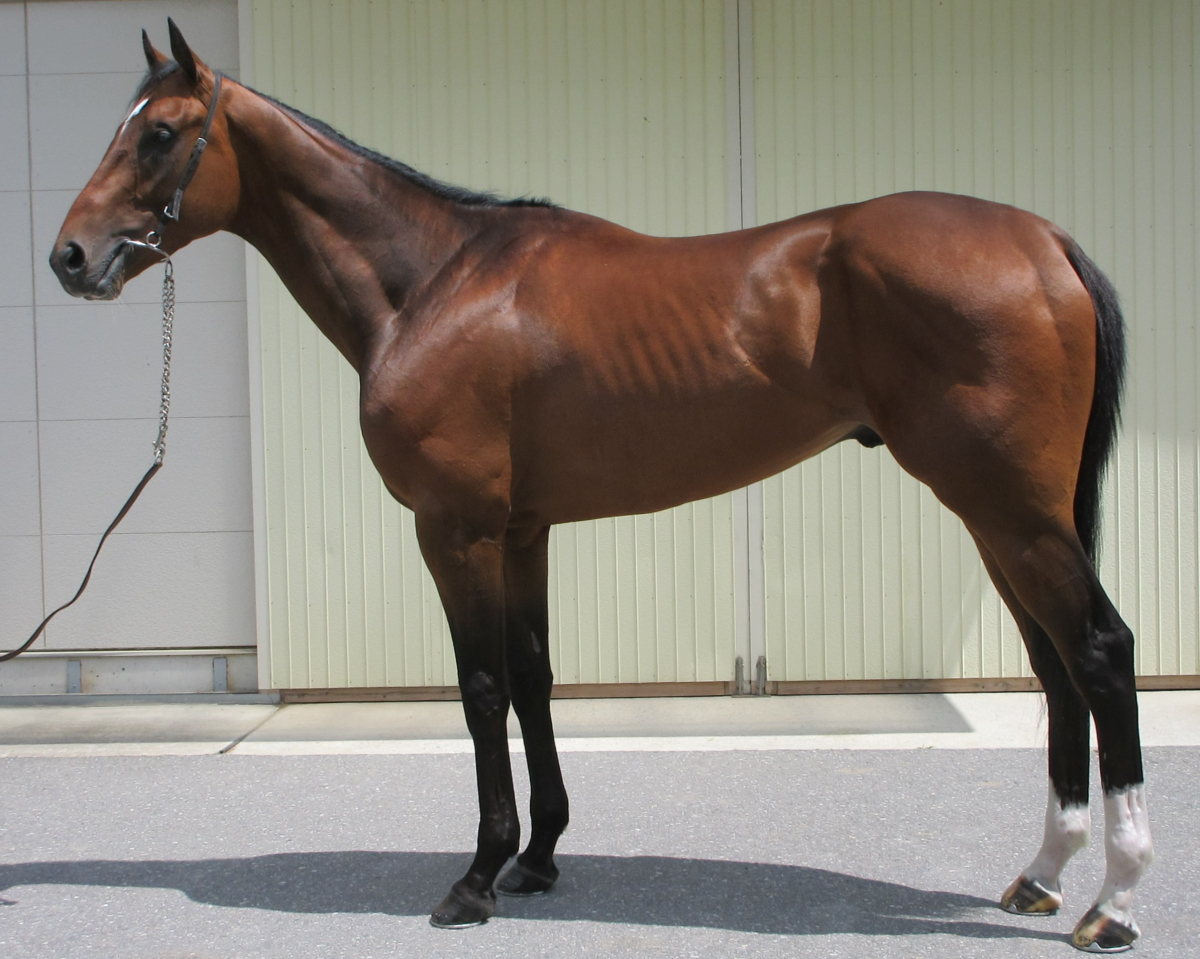 ブルースパーダ　　牡３歳　　※中央競馬　登録抹消_main1