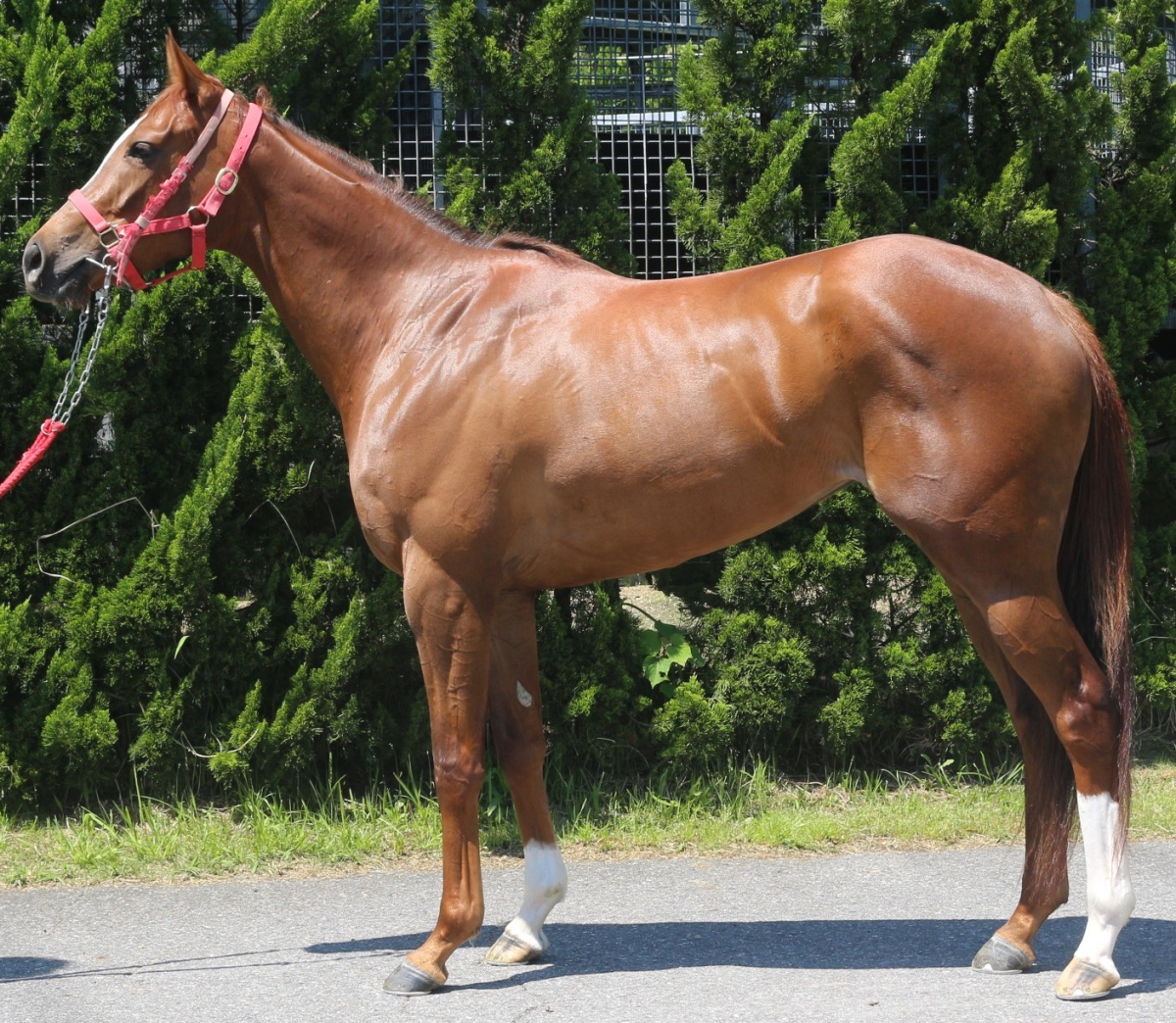 ベリルスフィア　　牝３歳　　※中央競馬　登録抹消_main1