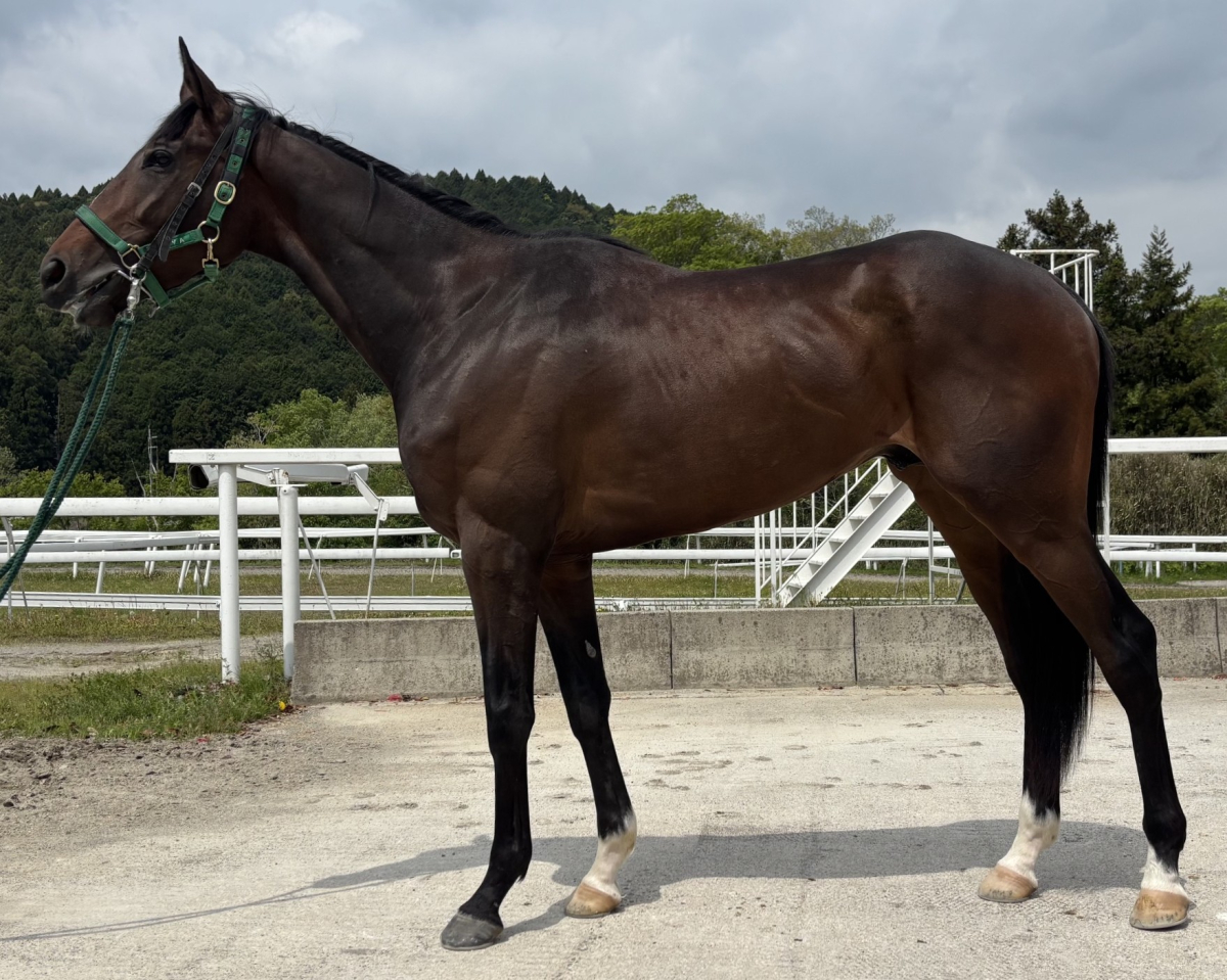 マイネルカイザー　　牡３歳　　※中央競馬　登録抹消_main1