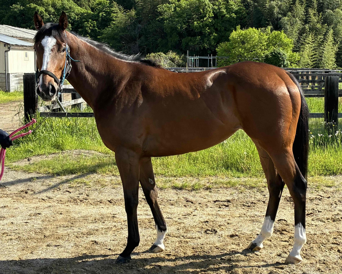 ラブペイトー　　牝３歳　　※中央競馬　登録抹消_main1