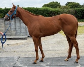 ローズライズ　　牝３歳　　※中央競馬　登録抹消_main1