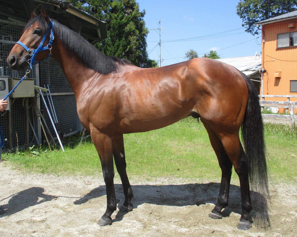 メイショウゴウケツ　　牡３歳　　※中央競馬　登録抹消_main1