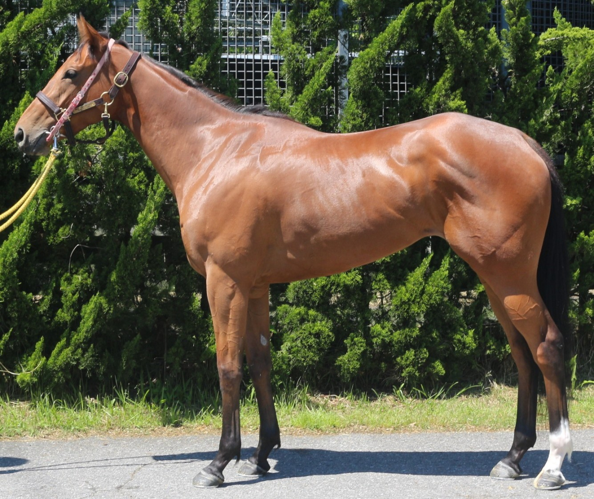 ワンワールド　　牝３歳　　※中央競馬　登録抹消_main1
