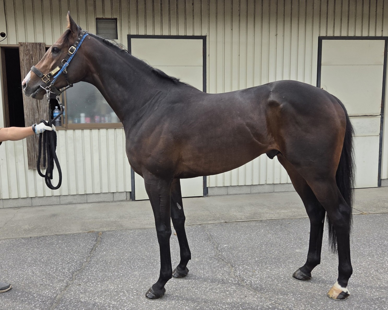 セツナサ　　牡３歳　　※中央競馬　登録抹消_main1