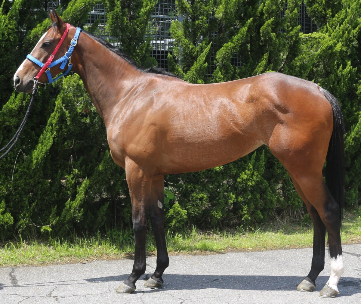 ジェネチェン　　牝３歳　　※中央競馬　登録抹消_main1