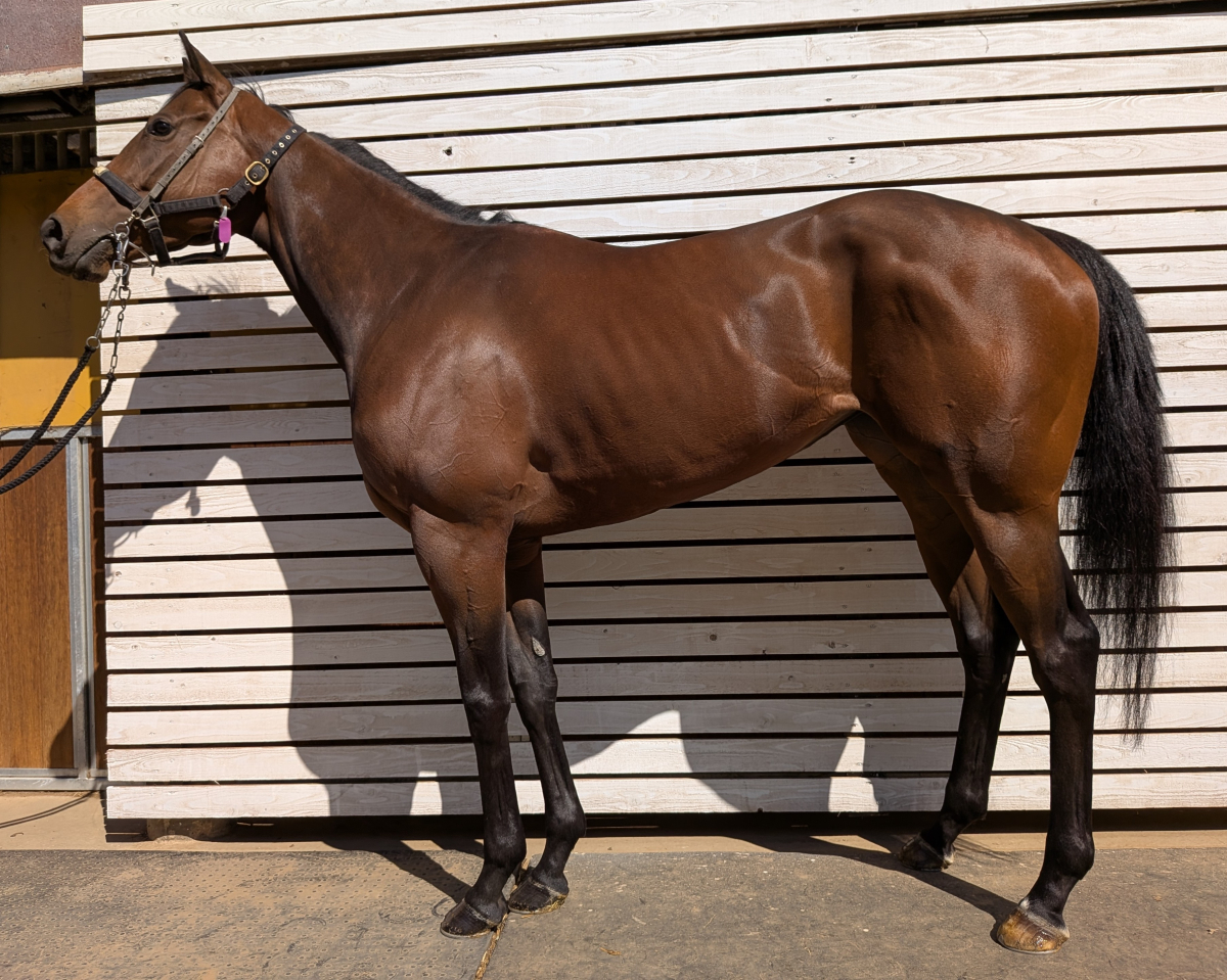 ウインアリス　　牝５歳　　※中央競馬　登録抹消_main1