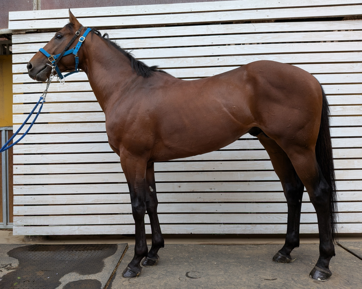 スラーヴァ　　牡５歳　　※中央競馬　登録抹消_main1