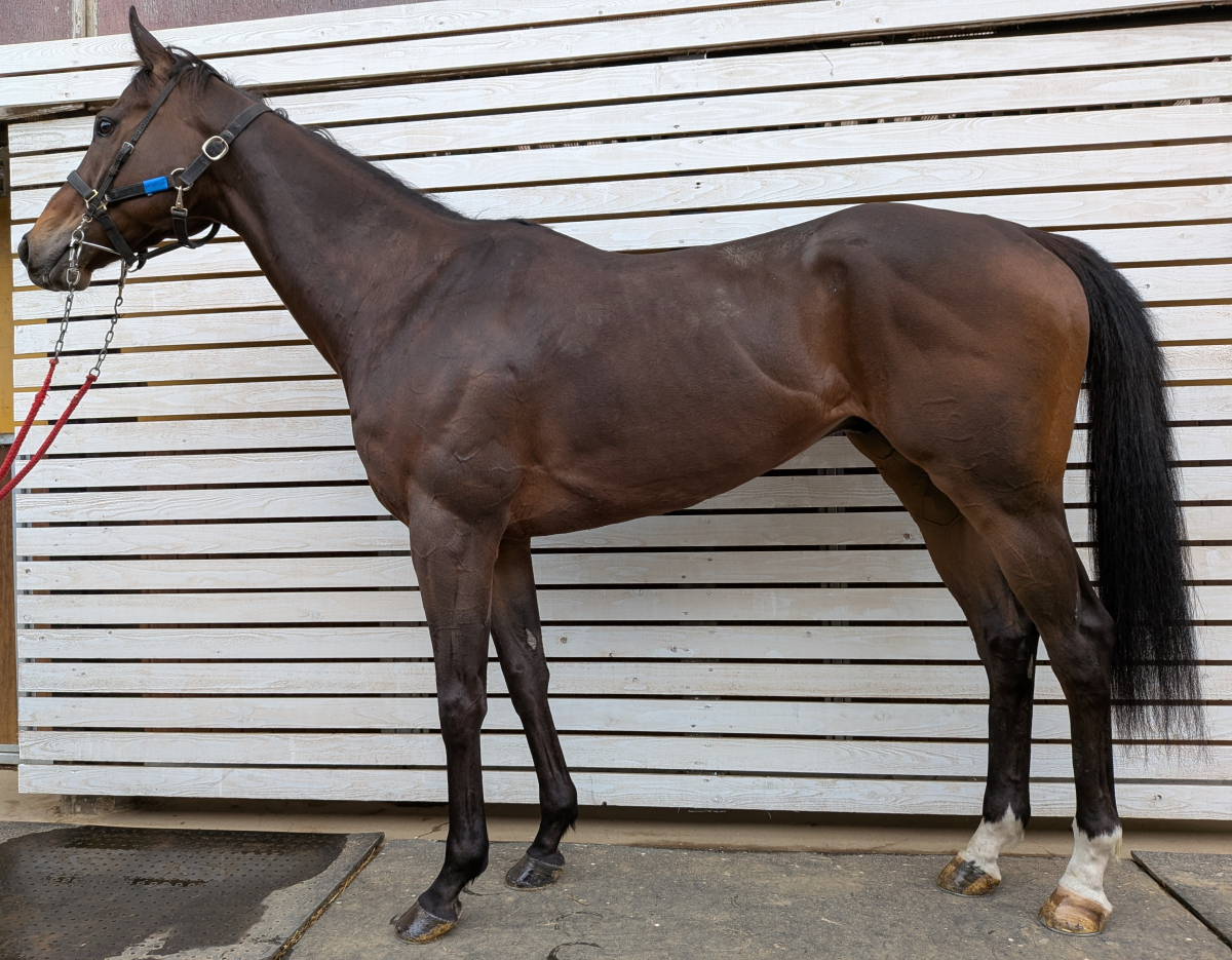 フォートポータル　　セン５歳　　※中央競馬　登録抹消_main1