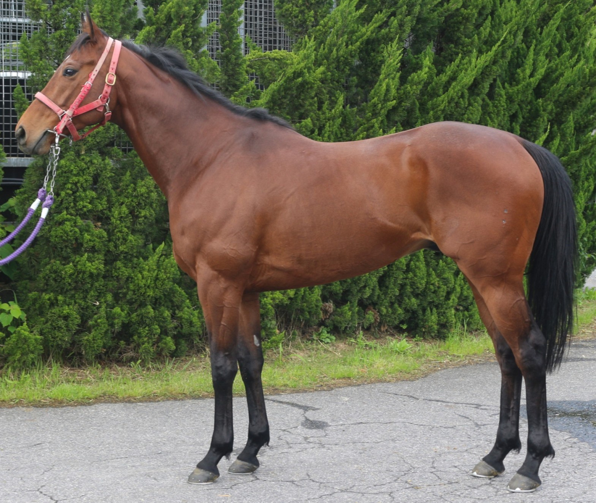 オールデュスヴラン　　セン５歳　　※中央競馬　登録抹消_main1