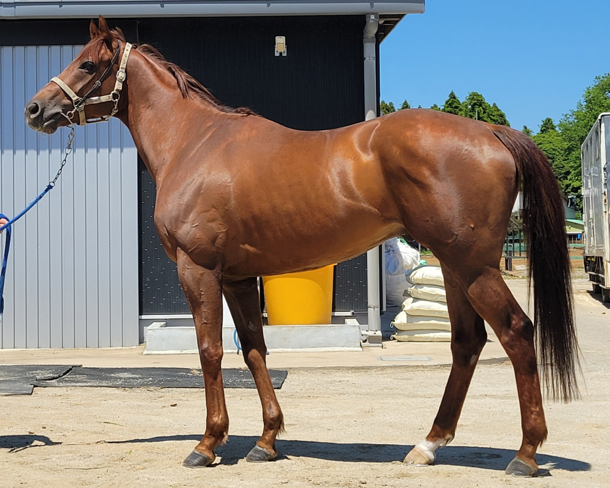 クレイヴィンオナー　　セン５歳　　※中央競馬　登録抹消_main1