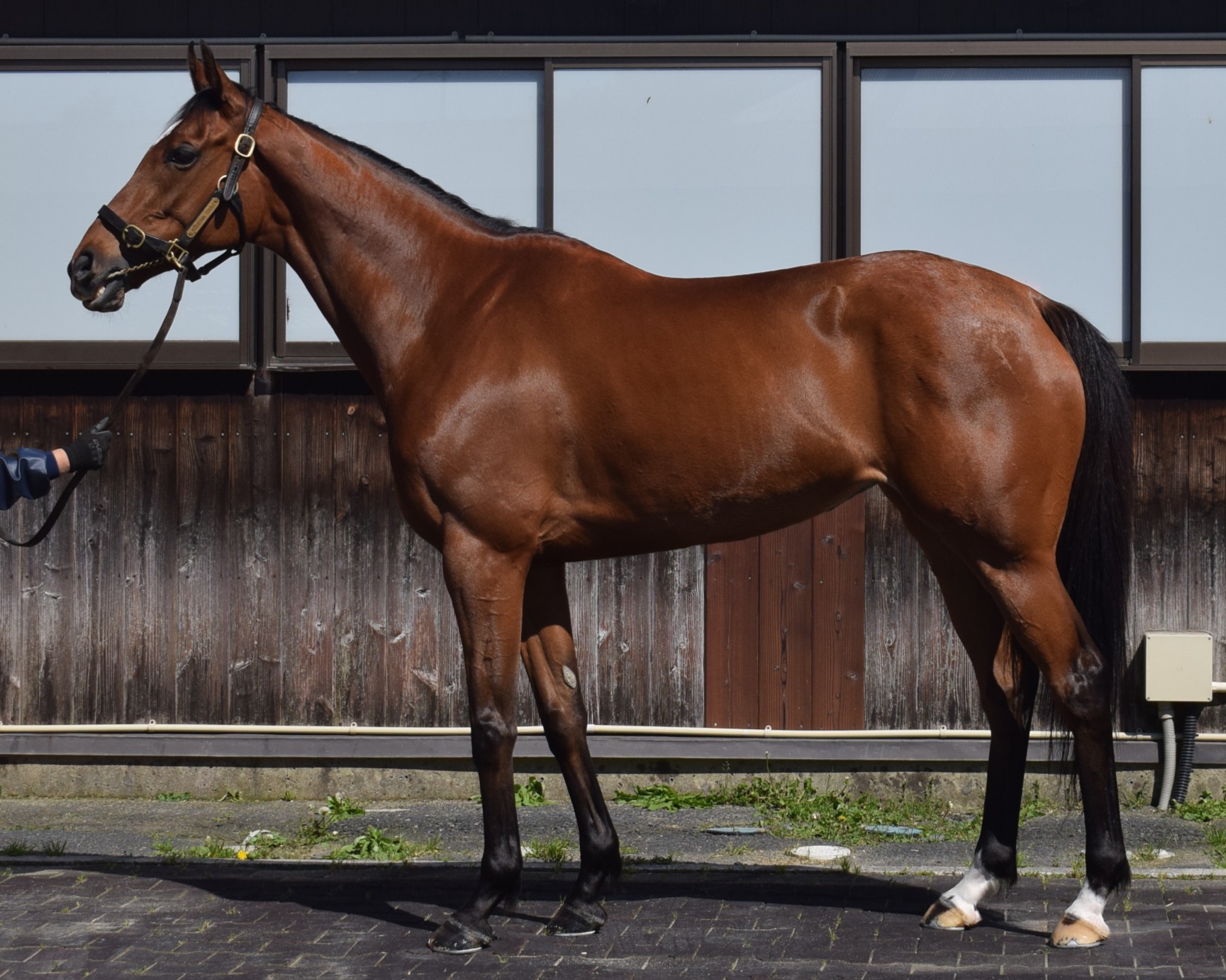 オンリーラヴ　　牝６歳　　※中央競馬　登録抹消_main1