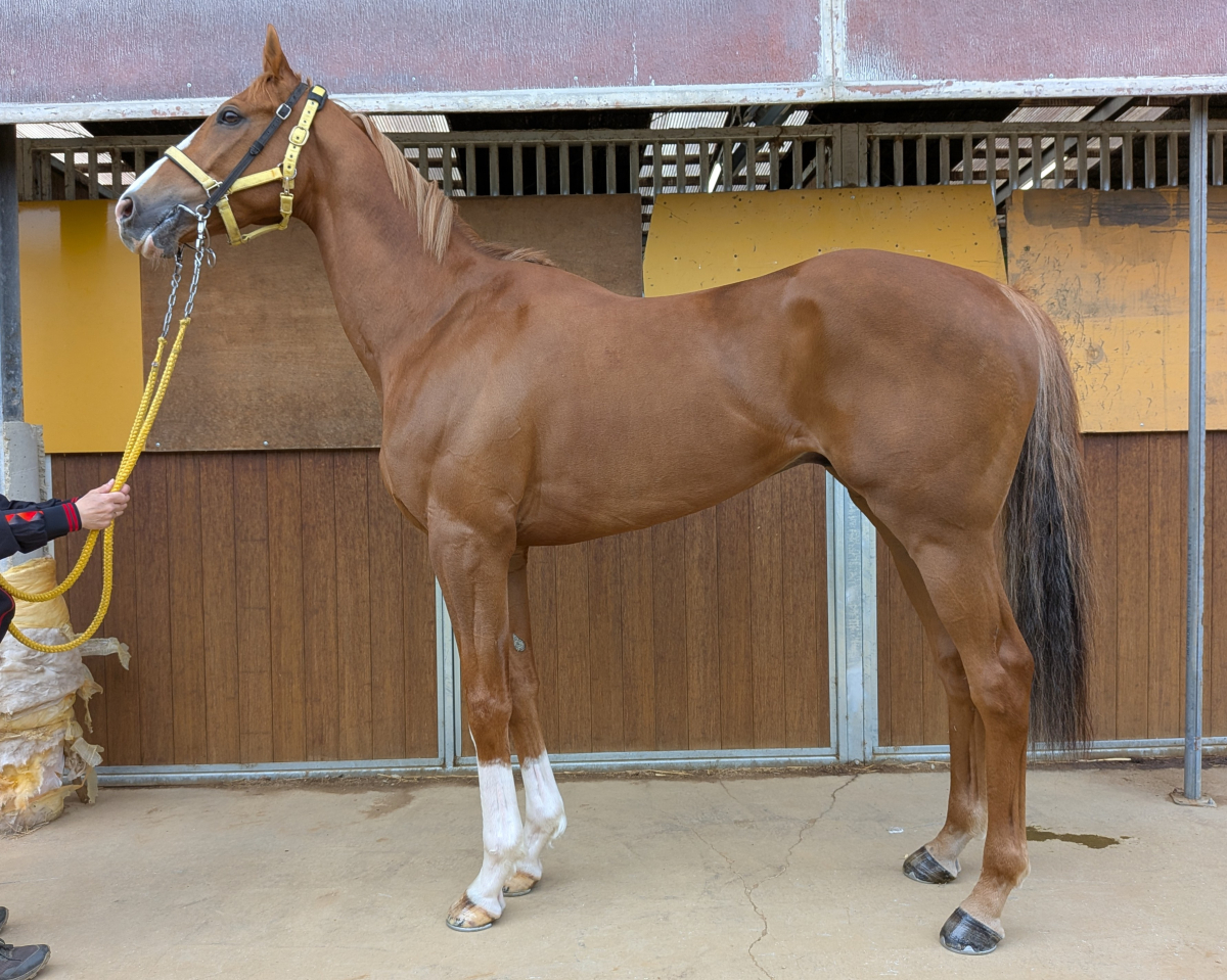 グロリアスヒーロー　　セン７歳　　※中央競馬　登録抹消_main1