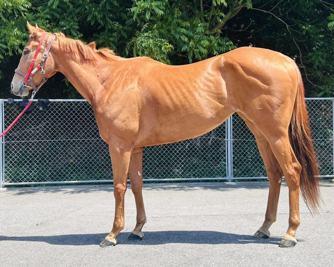 ダイナマイトムスメ　　牝３歳　　※地方競馬　在籍　未出走の３歳馬_main1
