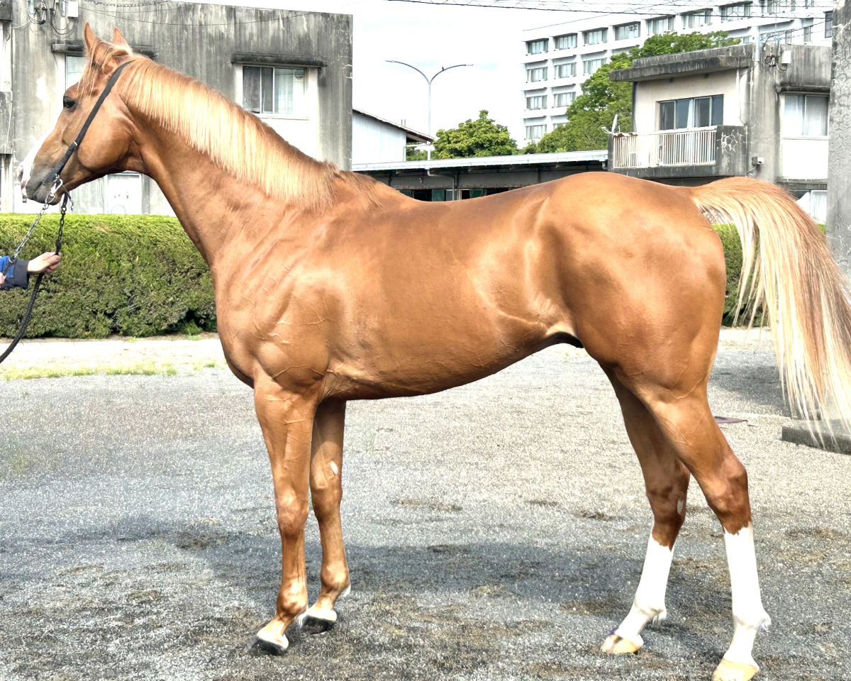 ベニハンマード　　牡４歳　　※地方競馬　在籍_main1