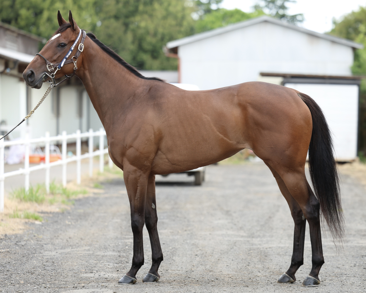 サンピノン　　牝４歳　　※地方競馬　在籍_main1