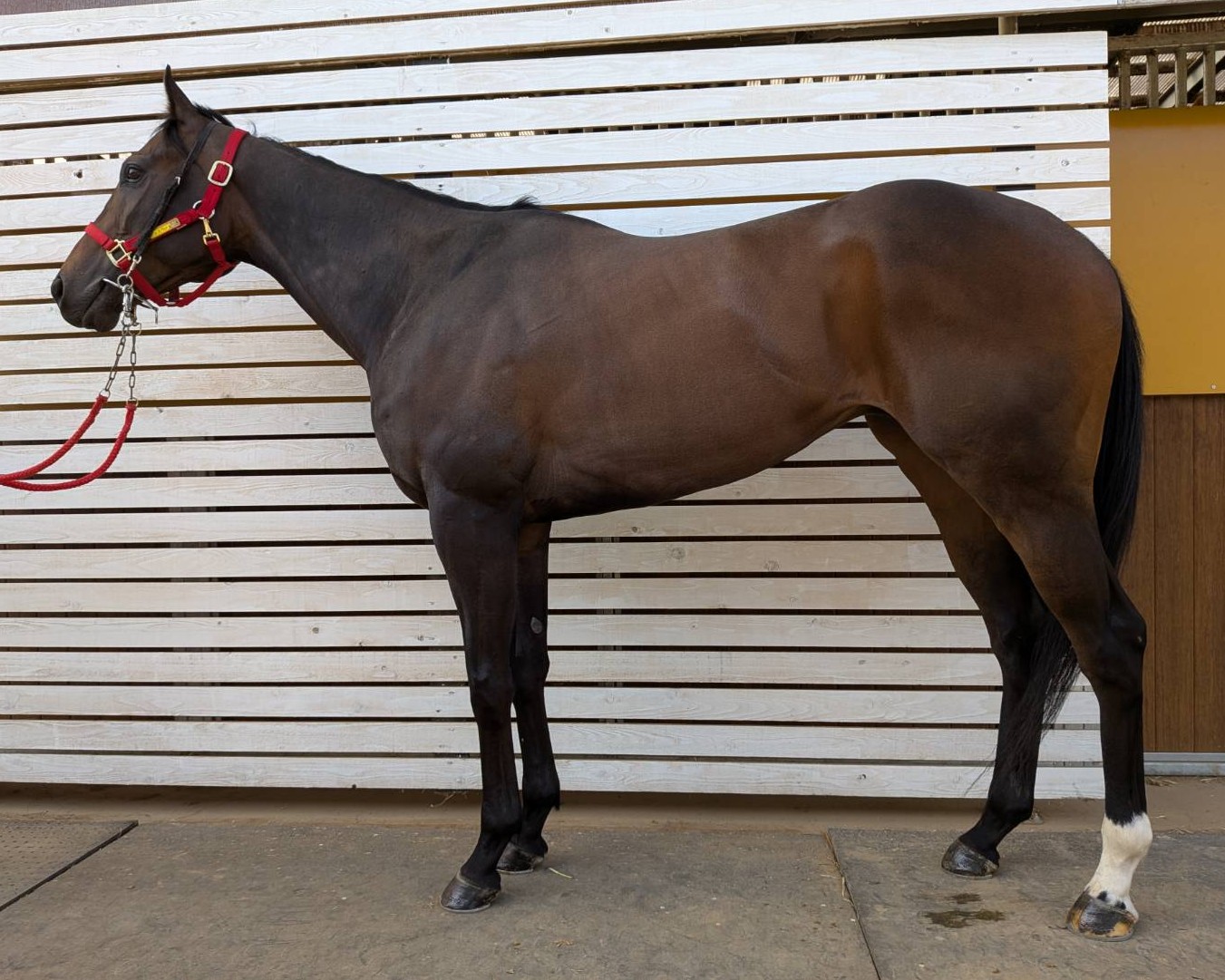 エコロスヴァル　　セン４歳　　※地方競馬　在籍_main1