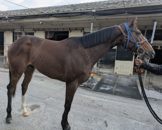 マツリダマスラオ　　セン４歳　　※地方競馬　在籍_main1