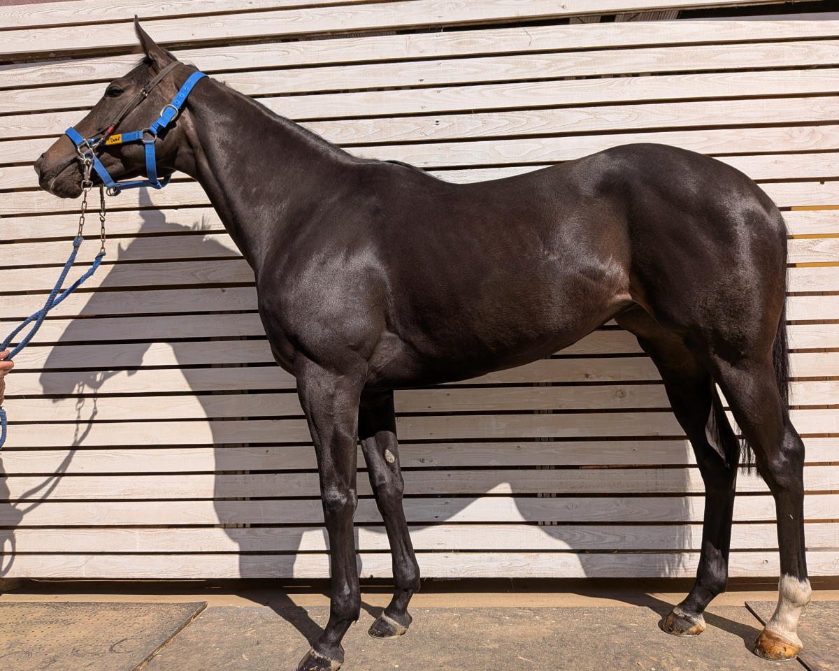 キミハレモネード　　牝５歳　　※地方競馬　在籍_main1