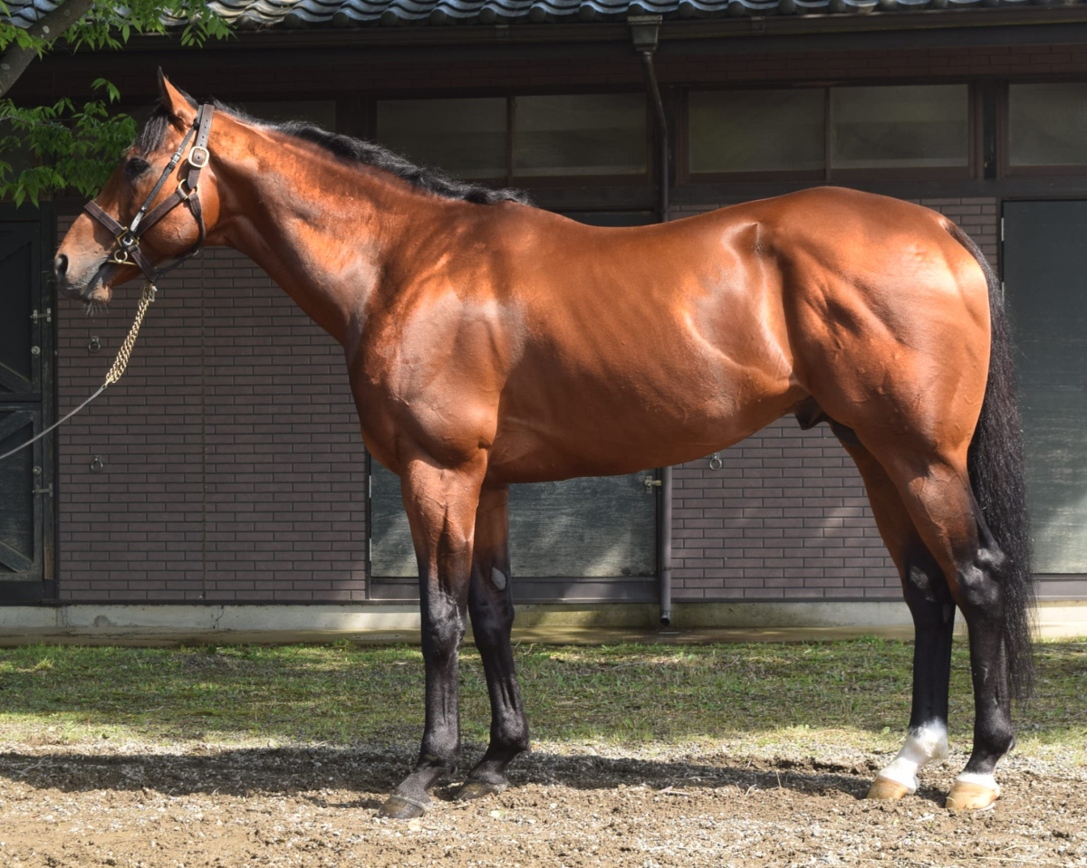 シアージスト　　牡７歳　　※地方競馬　在籍_main1