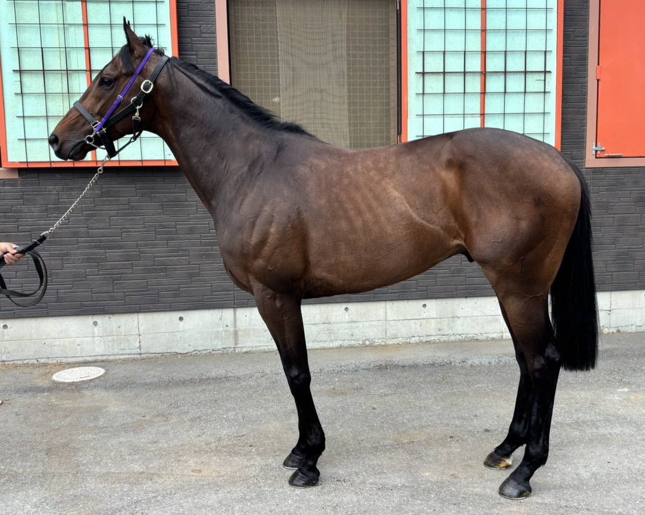 カルツァクライン　　牡５歳　　※中央競馬　登録抹消_main1