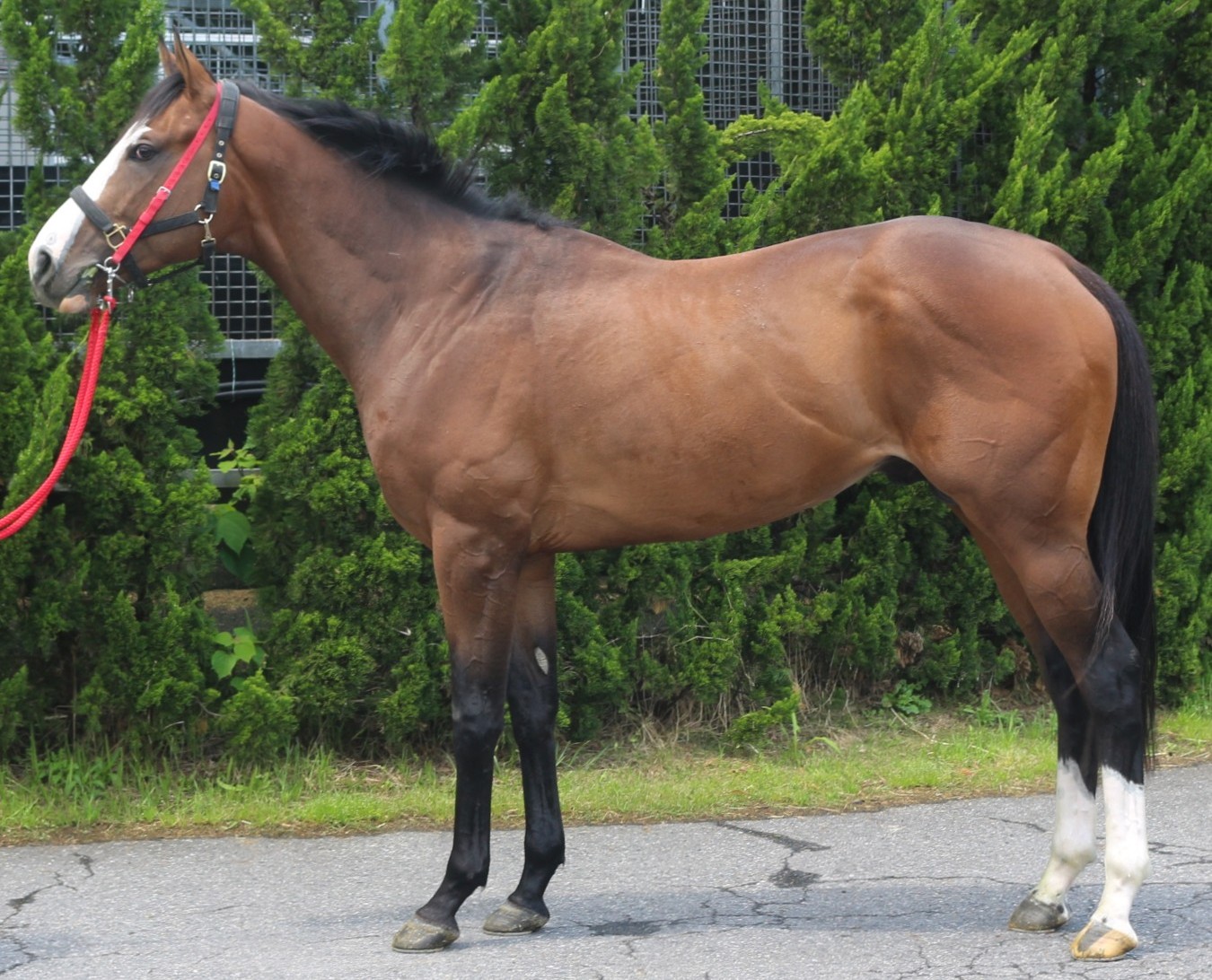 ギガント　　牡３歳　　※中央競馬　登録抹消_main1