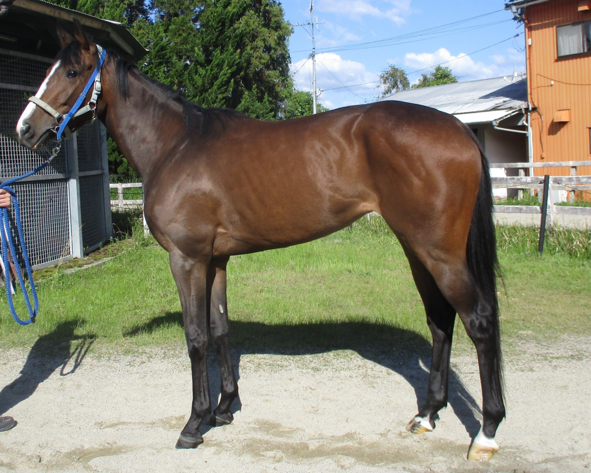 トリプルハッピー　　牝３歳　　※中央競馬　登録抹消_main1