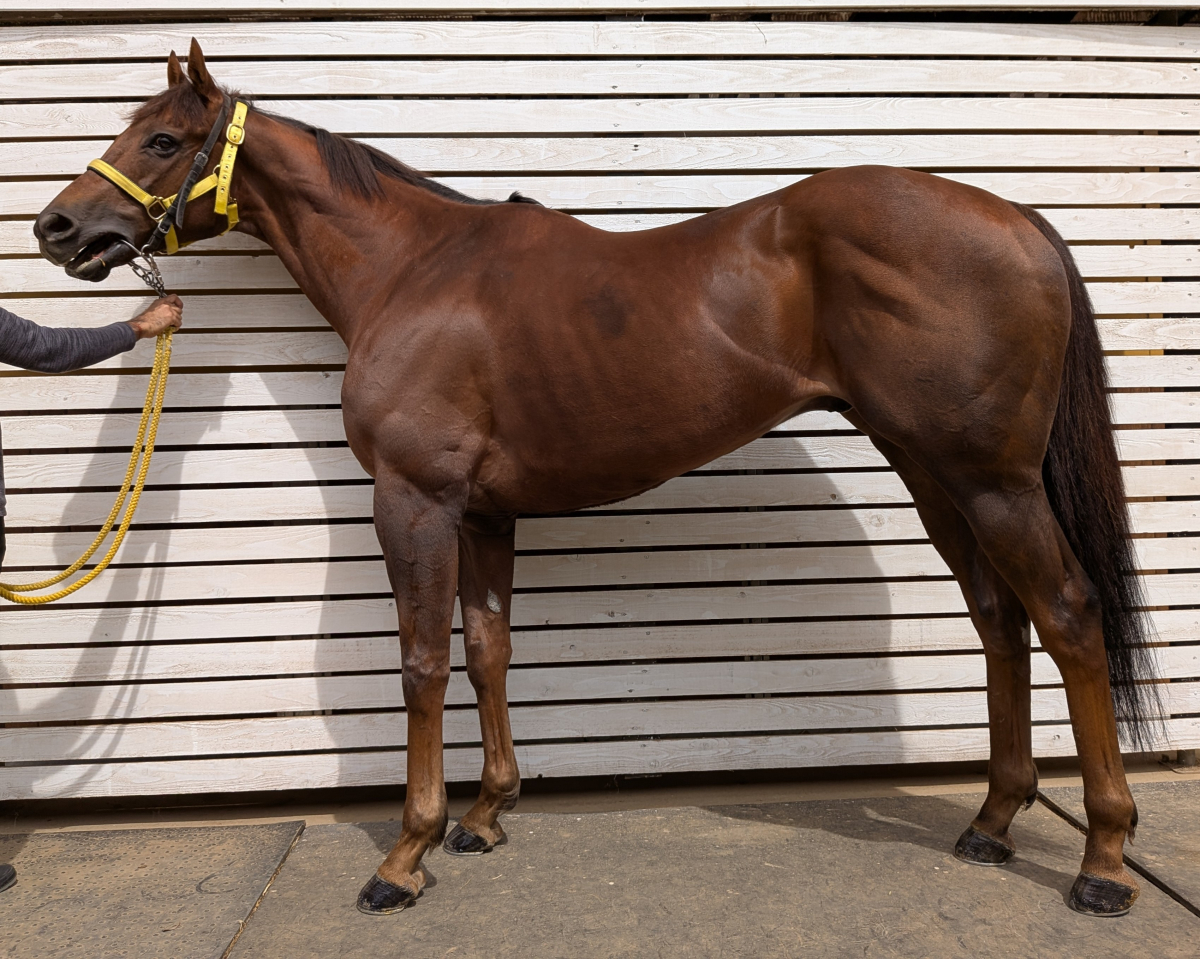 マスグラバイト　　セン６歳　　※中央競馬　登録抹消_main1