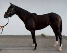 ヴィオレンツァ　　牡４歳　　※地方競馬　在籍_main1