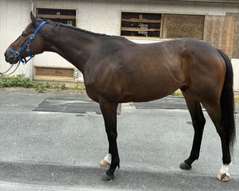 アルヒジュル　　セン５歳　　※地方競馬　在籍_main1