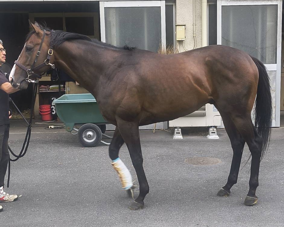 ムーンヘイロー　　牡５歳　　※地方競馬　在籍_main1