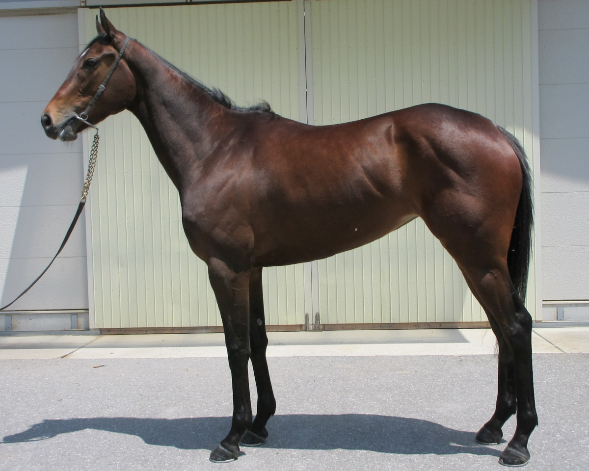 アルマサーガ　　牝３歳　　※中央競馬　登録抹消_main1