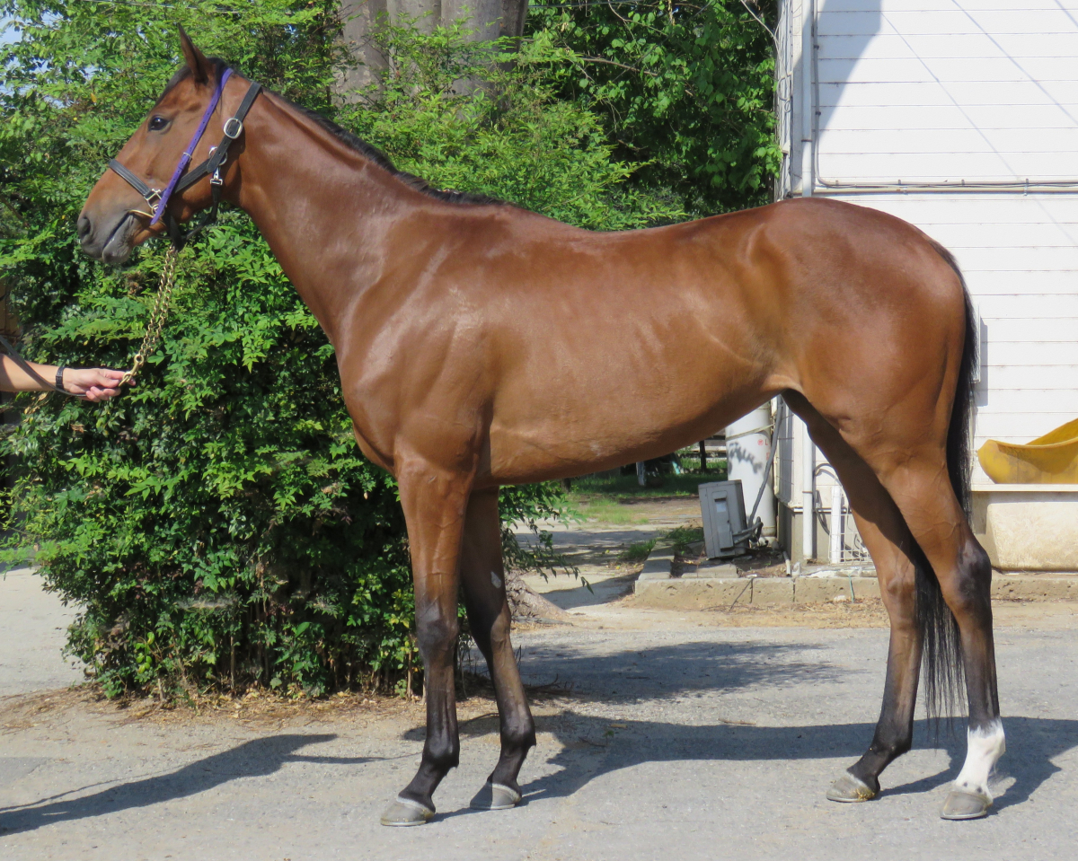 オニノウタゲ 牝3歳 ※中央競馬 登録抹消 | サラブレッドオークション