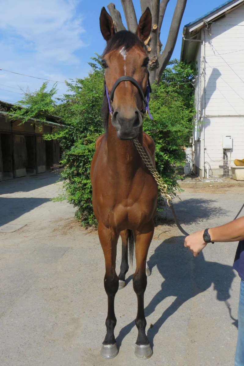 オニノウタゲ 牝3歳 ※中央競馬 登録抹消 | サラブレッドオークション