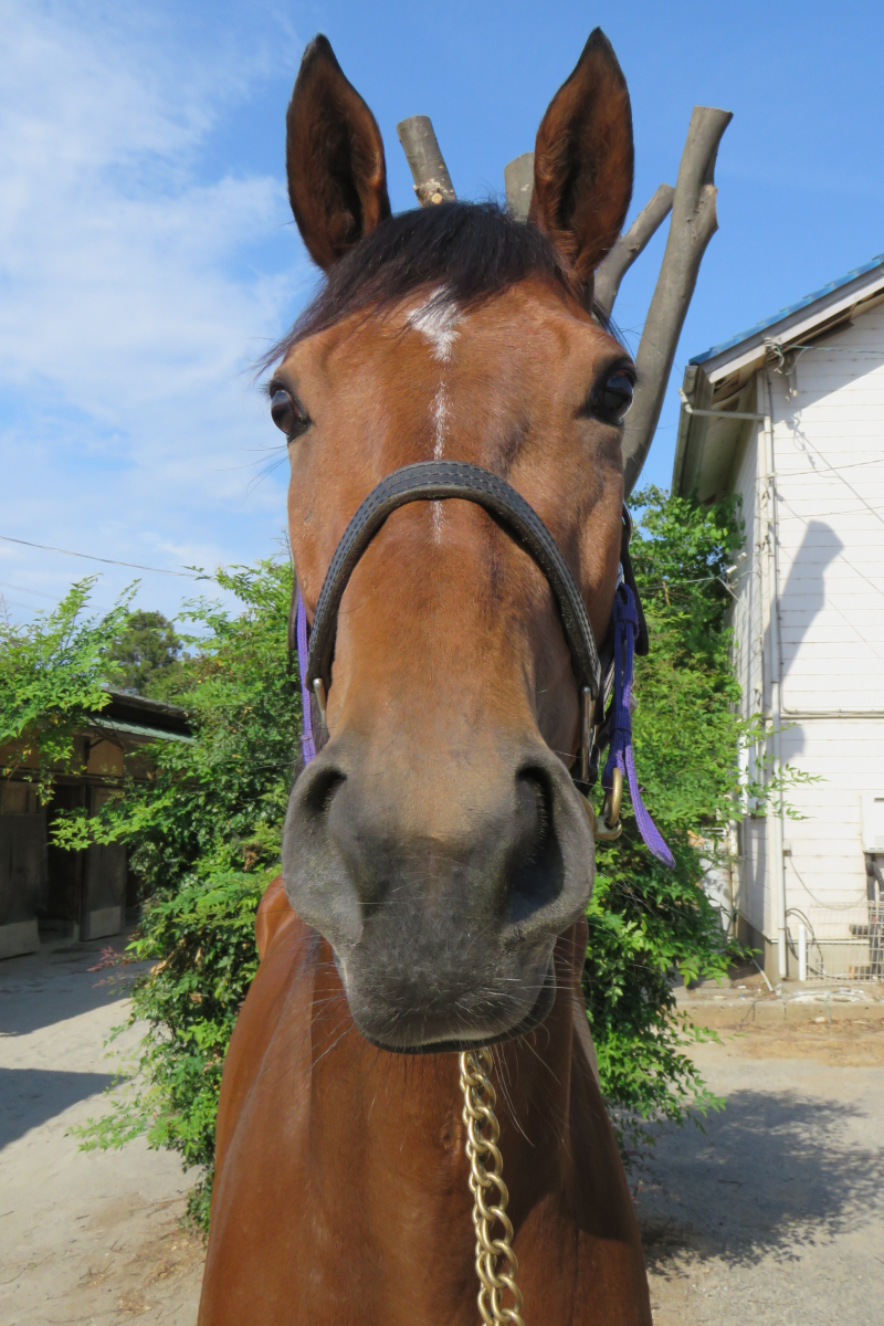 おのた 3タイトル オニノウタゲ 牝3歳 ※中央競馬 登録抹消 | サラブレッドオークション