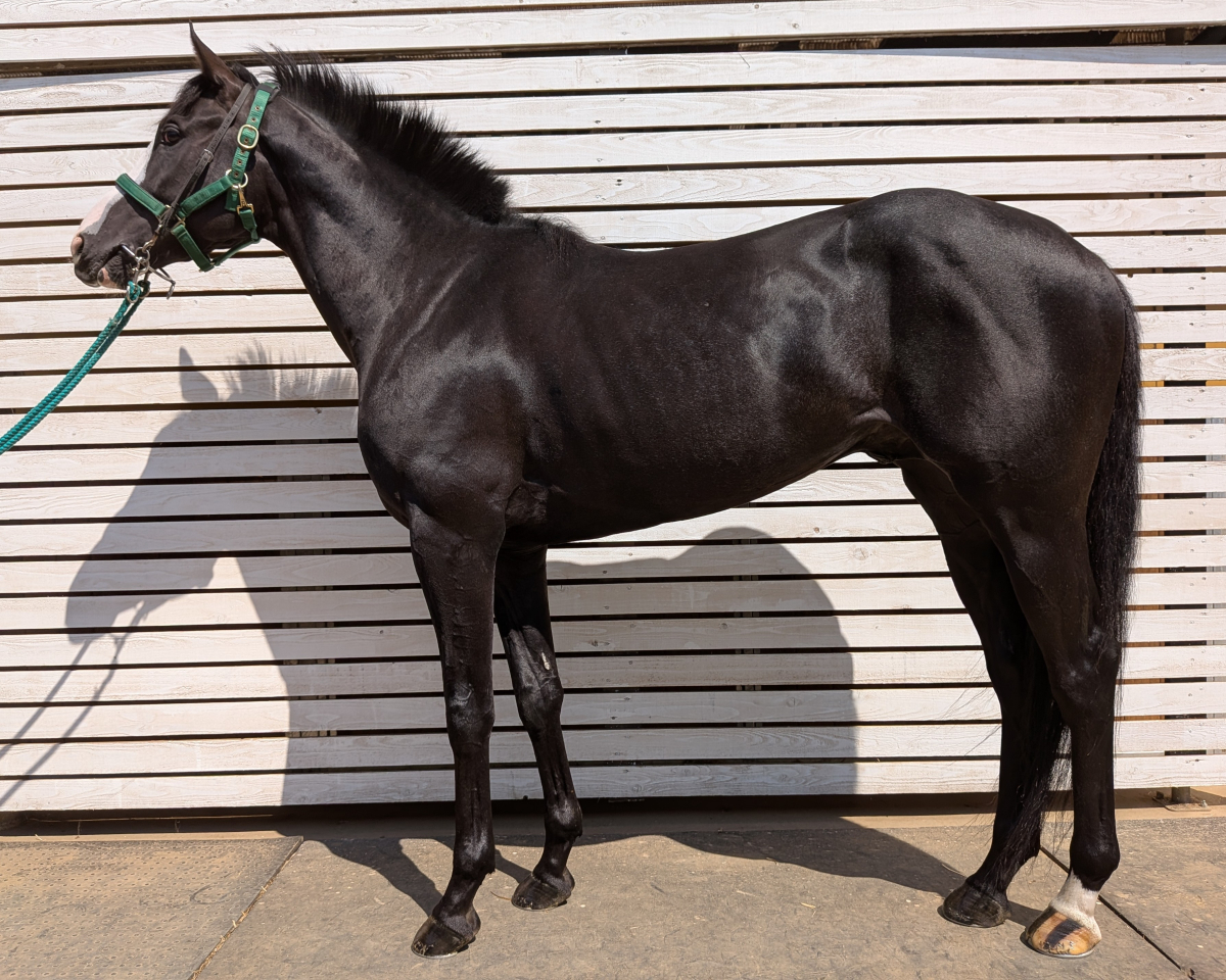 クレインヴォイス 牡3歳 ※中央競馬 登録抹消 | サラブレッドオークション